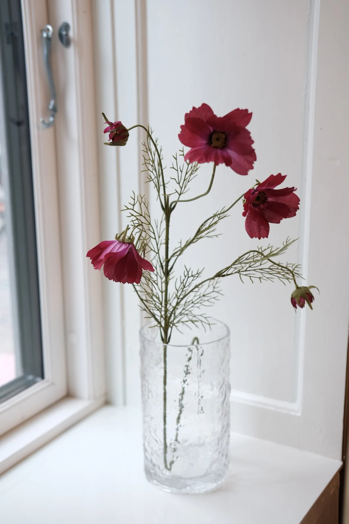Blomst • Cosmos • Stolt Kavaler • Fuchsia - Image 2