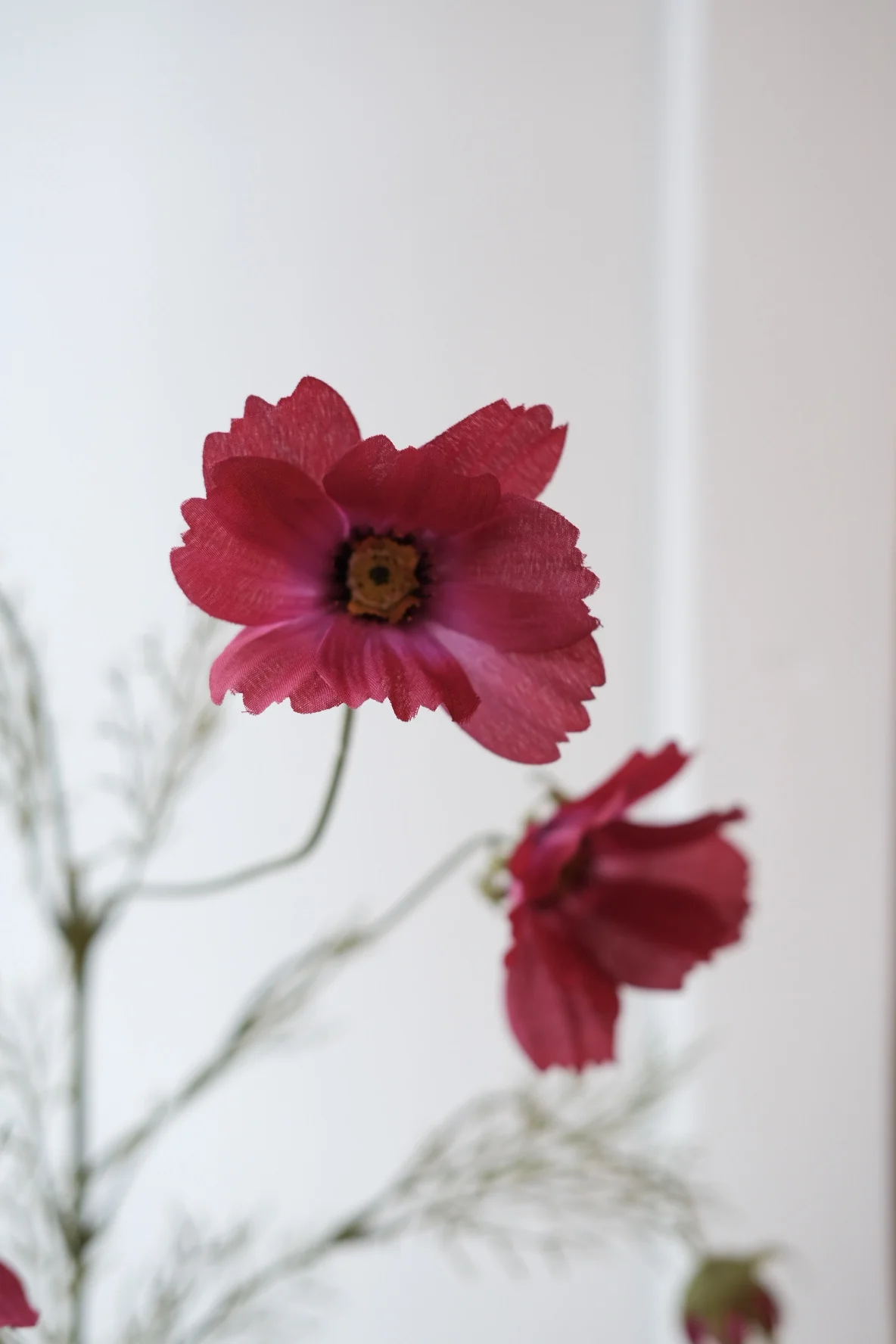 Blomst • Cosmos • Stolt Kavaler • Fuchsia - Image 3