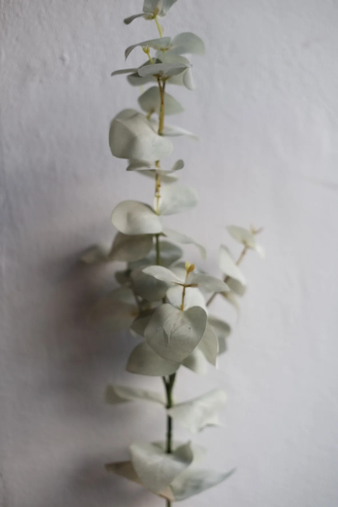 Blomst • Eucalyptus • Grøn - Image 2