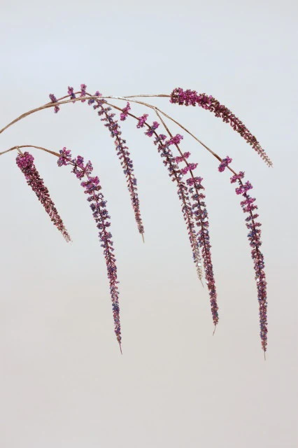 Blomst • Hængende Rævehale • Amaranth • Lilla